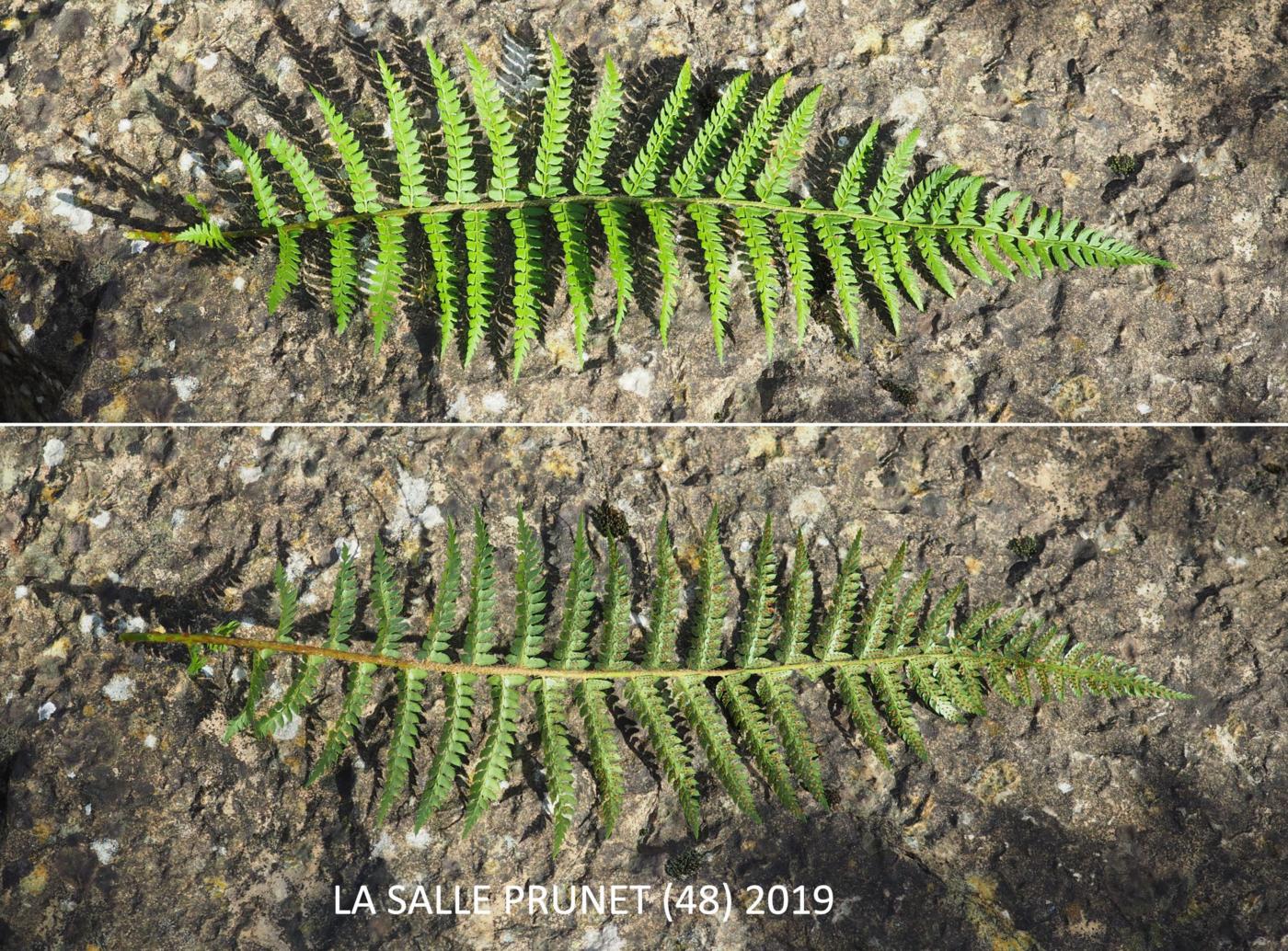 Fern, Hard Sheild leaf